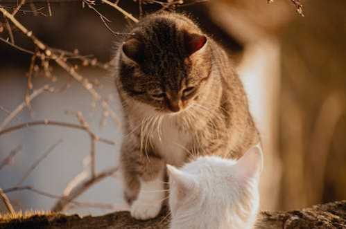 NBA超级射手温班亚玛轰8颗三分球、轰新高50分率马刺赢巫师