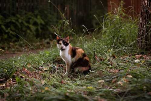 NBA国王沙波尼斯超大号双十险胜鹈鹕总教头布朗：真的太惊人了