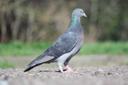 WNBA惊险逆转山猫！纽约自由人延长赛夺队史首冠