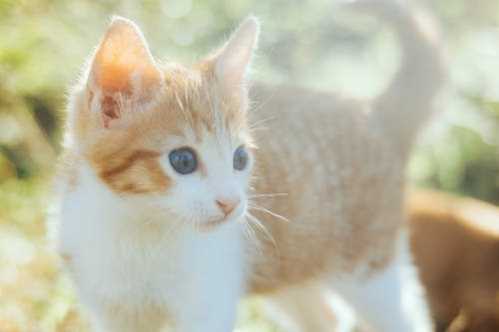 NBA没见过这样输的！黄蜂射手投进关键球却直接葬送比赛