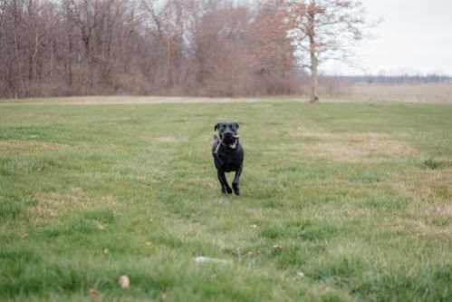 NBA炉主鹈鹕好消息威廉森下周恢复训练回归倒数