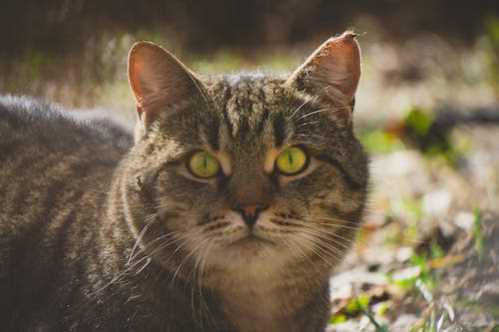 NBA强势反弹！柯瑞第四节复活连拿11分单场7记三分弹轰下灰狼