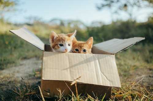 NBA2届灌篮王麦克朗获魔术双向合约队友：他应得的