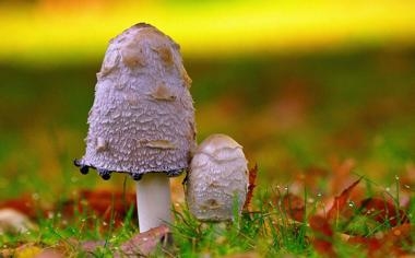 NBA快艇主场4500人狂热球迷区敌队罚球失常堪称最强防守