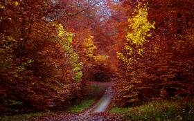 网球最后的三巨头!乔科维奇逆转19岁新星勇闯上海4强